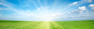 Sunset sun and field of green fresh grass under blue sky
